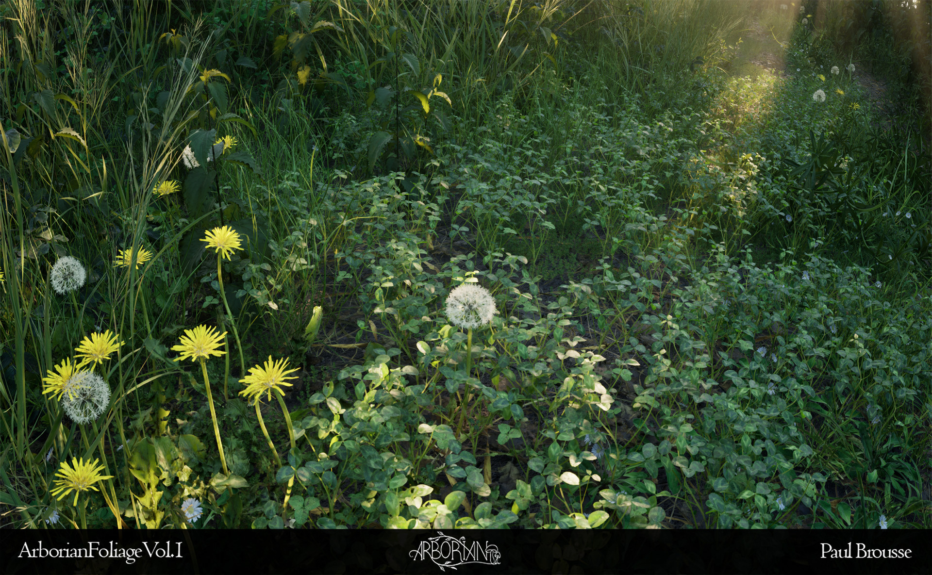 Complete forest environment overview