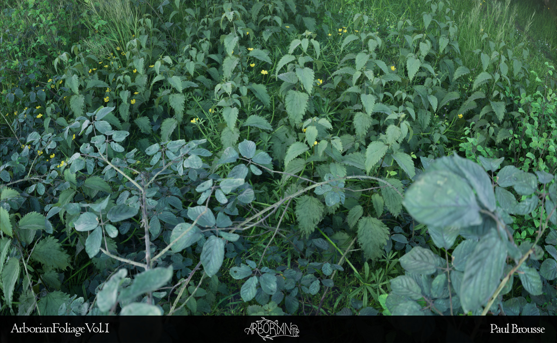 Ground vegetation and forest understory