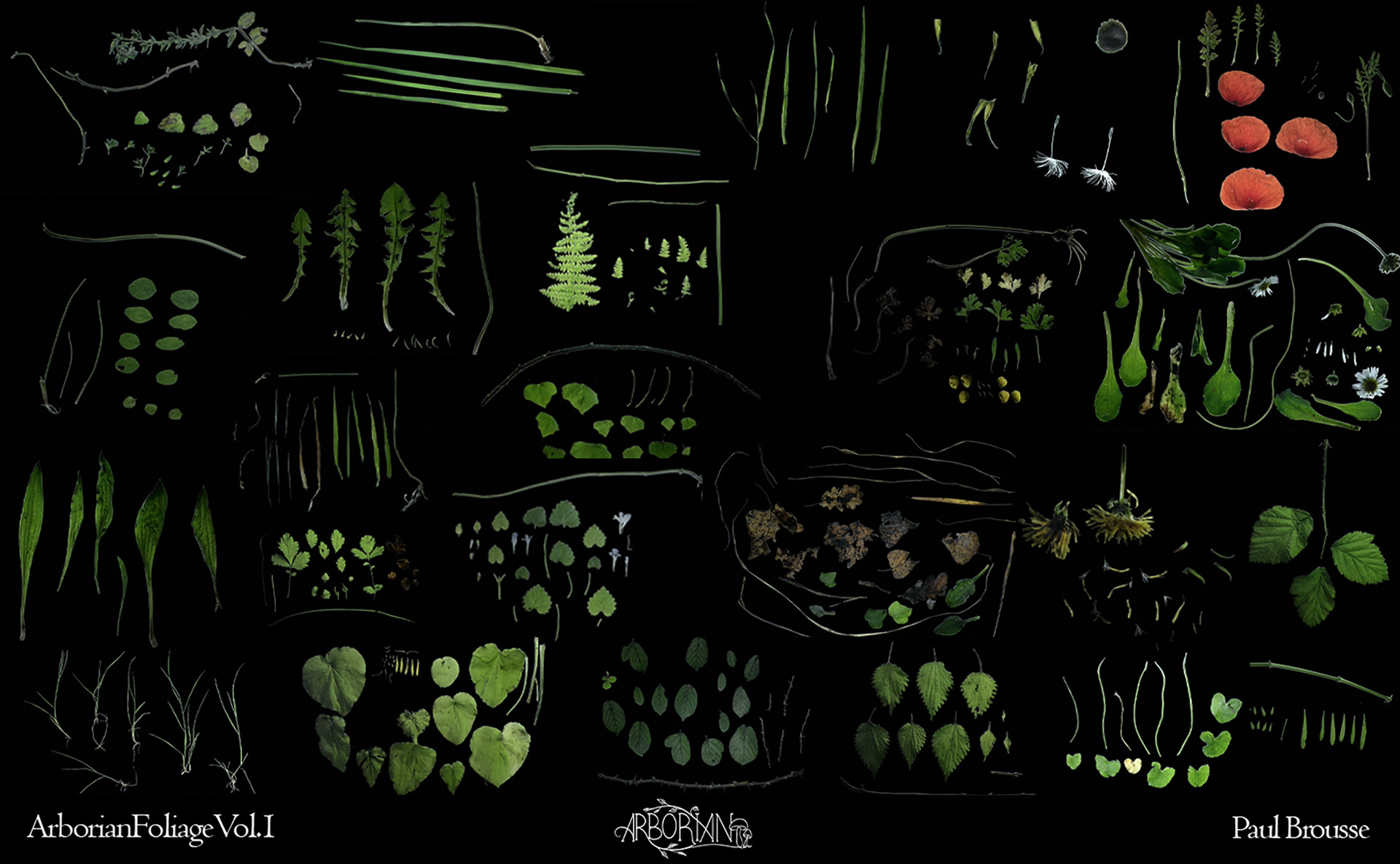 Robinia pseudoacacia wireframe model