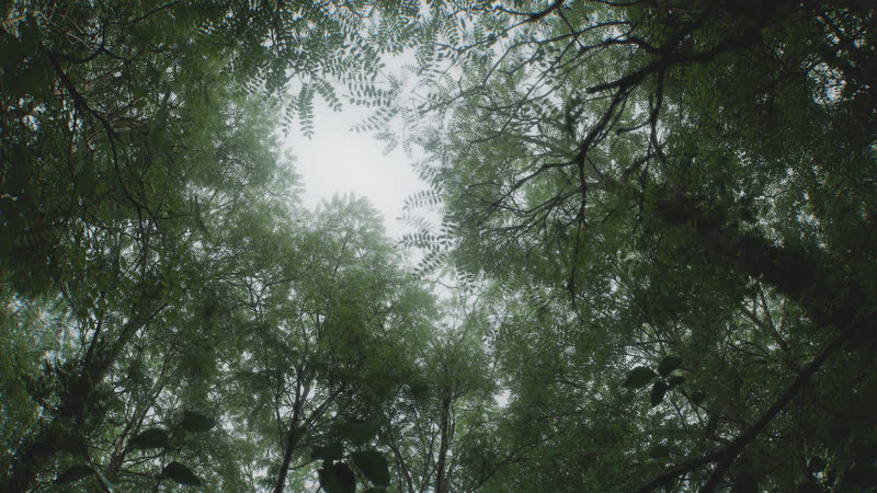 Looking up into the black locust canopy