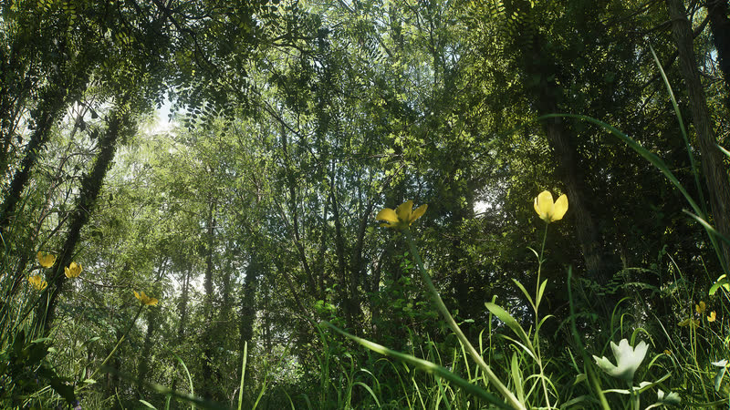 Wildflowers at the foot of the trees