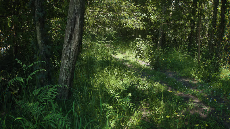 A path winding through the woods