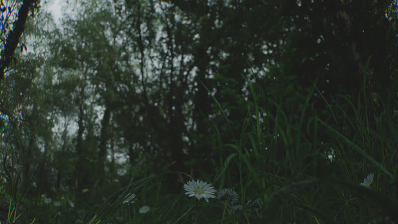 Shaded undergrowth with a daisy