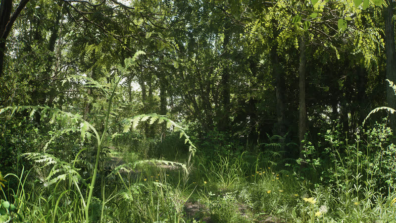 Ferns and tall grass in a sunlit clearing