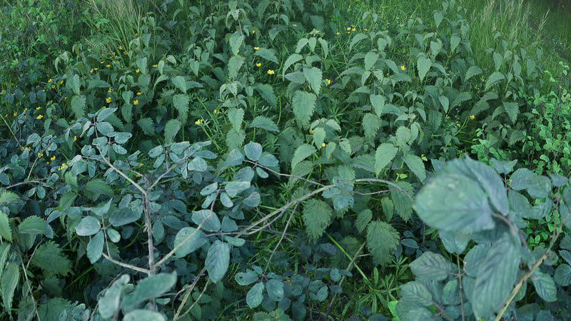 Dense ground cover of broad leaves