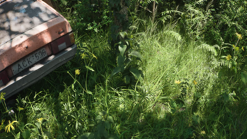 An abandoned car swallowed by undergrowth