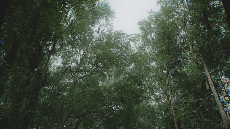 Slender trunks under an overcast sky