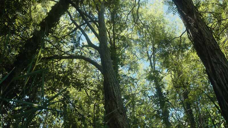 Tall trunks against a bright sky