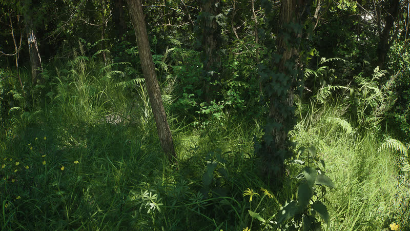 Forest floor with grass and young trees