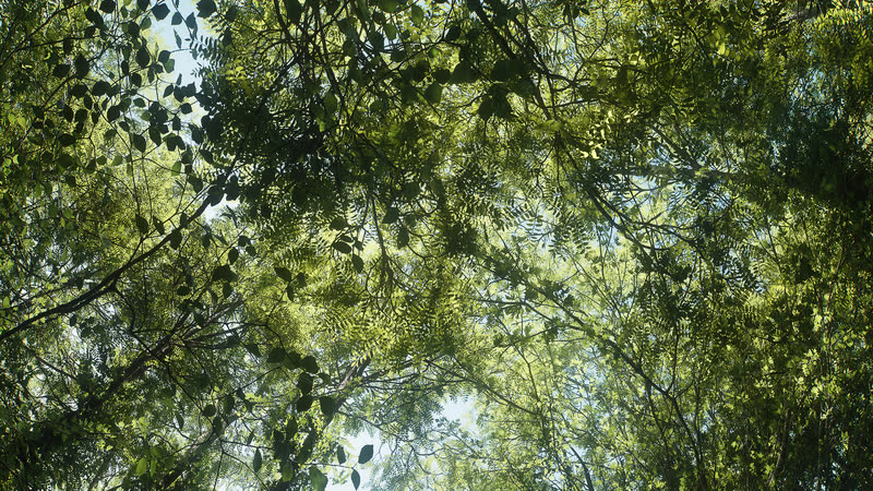 Backlit leaves in the upper canopy